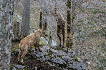 Dos cabras alpinas aprendiendo a pelear (Horizontal)