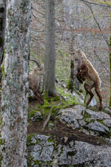 Dos cabras alpinas aprendiendo a pelear (vertical)
