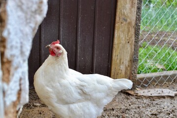 chicken on the farm