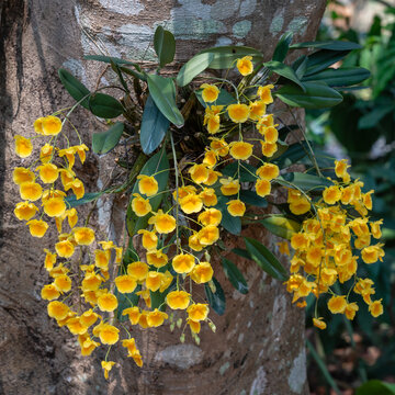Closeup view of epiphytic orchid species dendrobium lindleyi aka dendrobium aggregatum with yellow orange clusters of flowers blooming on tree trunk in tropical garden