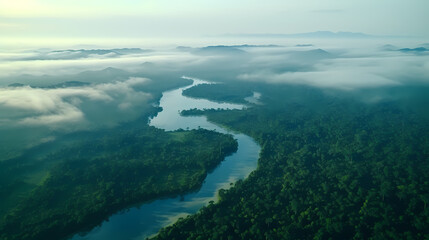 Aerial view of rainforest and river