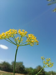 Anethum graveolens flowers .garden dill flowers or yellow cluster of flowers of garden dill. Garden dill flower pattern background 