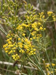 Anethum graveolens flowers .garden dill flowers or yellow cluster of flowers of garden dill. Garden dill flower pattern background 
