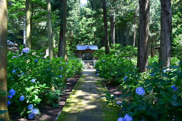 紫陽花　アジサイ　あじさい　梅雨　月照寺