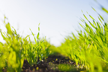 green young wheat close-up, bottom view, concept of successful agribusiness
