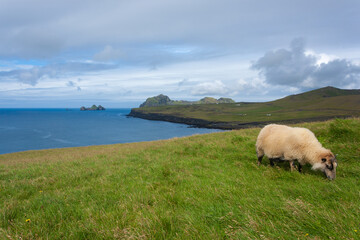 Obraz premium Vestmannaeyjar island beach day view, Iceland landscape.