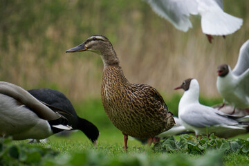 Close up of birds on the ground