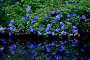 紫陽花　アジサイ　あじさい　梅雨　月照寺