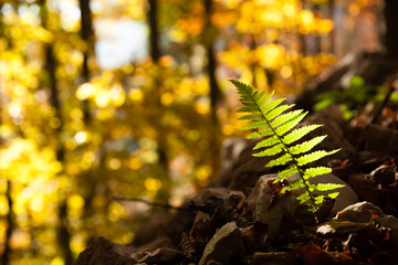 Fern leaf close up, autumn background