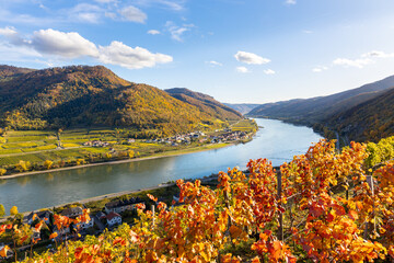Wachau, Danube valley in Austria in autumn colored leaves and vineyards