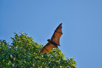 Single fruit bat, flying fox flying, Mahe, Seychelles 