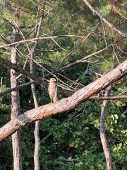 Red tailed hawk on a tree