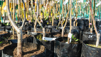 fruit trees in a fruit plant nursery