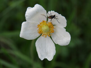 Weiße Blüte des Großen Wald-Windröschen Anemone sylvestris mit einem Käfer Anfang Mai