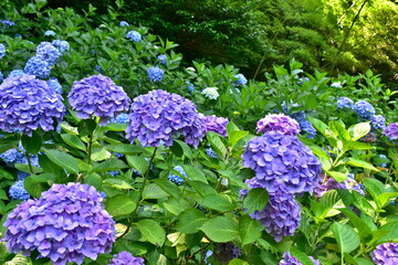 紫陽花　アジサイ　あじさい　梅雨　月照寺