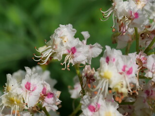 Blüten und Blütenstand der weiß blühenden Rosskastanie Anfang Mai