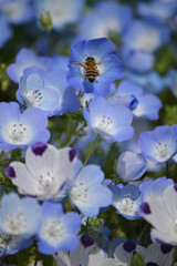 ネモフィラとミツバチ