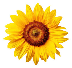 Fototapeta premium PNG Sunflower plant white background inflorescence.