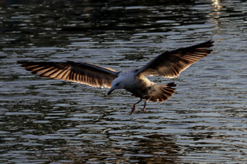 Uma luz especial ao por do sol com uma linda gaivota se preparando para mergulhar e pegar um peixe no canal de Ponta Negra - Maricá - RJ