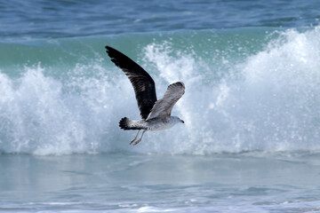 Um belíssimo voo rasante de uma gaivota em frente as ondas na praia de Cordeirinho - Maricá - RJ