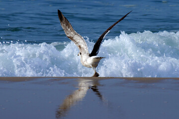 Uma linda gaivota comendo tatuí na praia de Cordeirinho - Maricá - RJ