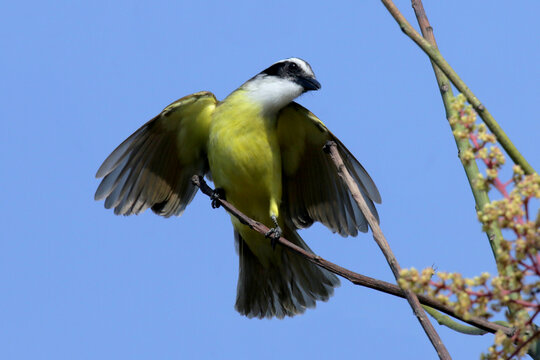 Bem-te-vi dando a sua gra&ccedil;a no jardim em Cordeirinho - Maric&aacute; - RJ