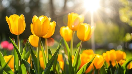 Obraz premium A sunlit expanse of yellow tulips, framed by trees that filter sunlight