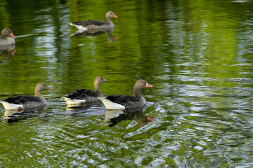 flock of geese on a pond