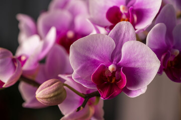 pink phalaenopsis orchid