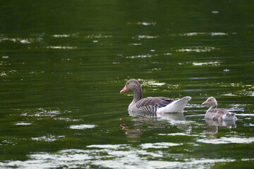 goose and gosling on the lake