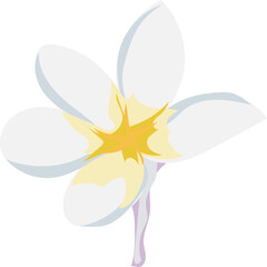 Frangipani flower illustration on transparent background.
