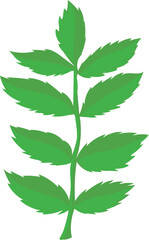 Leaf illustration on transparent background.
