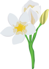 Frangipani flower illustration on transparent background.
