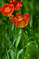 Red with yellow touch ' Parrot King' tulip blossom. Closeup photo outdoors. Gardening concept. Free copy space.