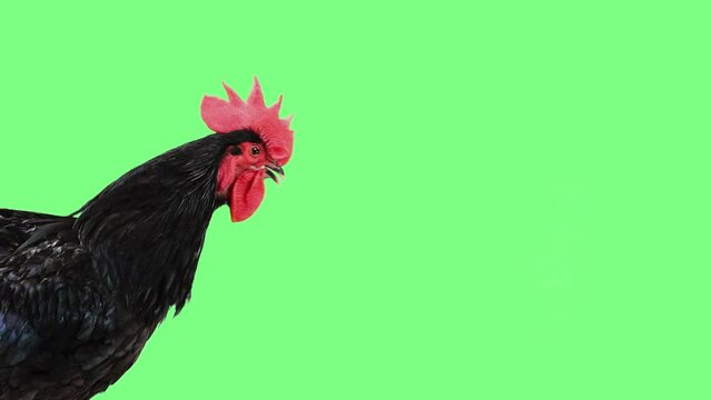 black singing rooster on a green screen