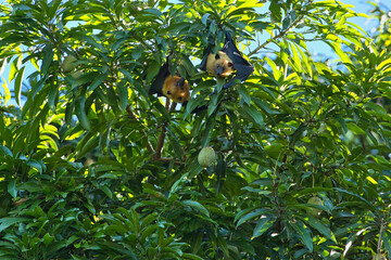 two fruit bat, flying fox hanging upside down inside mango tree , Mahe, Seychelles