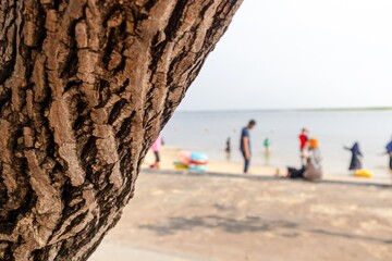 Close up view of a tree trunk with people on the beach in the background