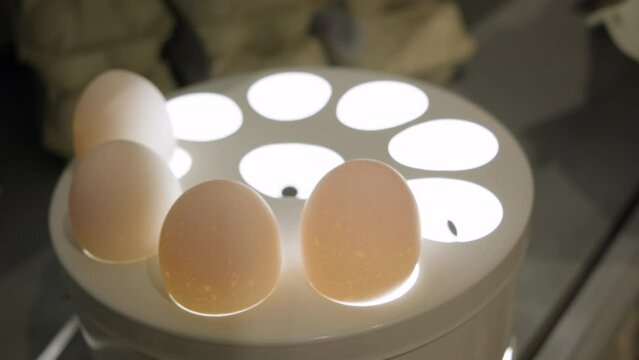 Checking chicken eggs for freshness in supermarket on ovoscope before buying. Determining quality of eggs by transilluminating them with beam of directional light.