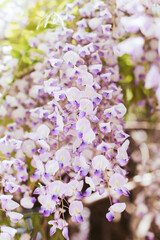 Beautiful flowers of Wisteria in a spring garden on a sunny day.