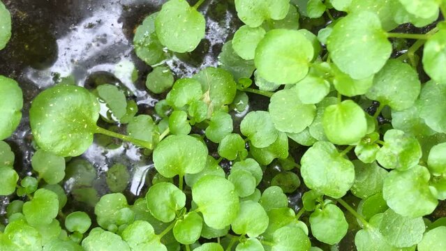 watercress, closeup of the wild vegetable
