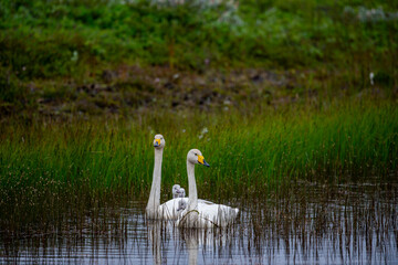 Iceland. Mother, father and offspring The whooper swan, also known as the common swan, pronounced...