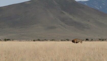 a-buffalo-with-a-lone-mountain-lion-in-the-distanc-