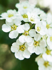 White flowers Spirea (spiraea cantoniensis) close-up