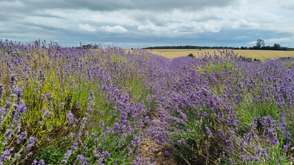 Fototapeta premium Field of purple lavender flowers under cloudy sky