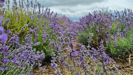 Field of purple lavender flowers under cloudy sky