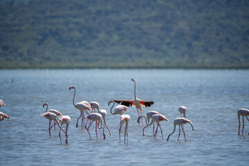 Captivating Flamingo Ballet in Albanian Lagoons