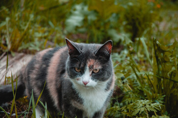 cat in the garden
