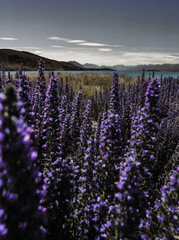 Purple lupin flowers at Lake Tekapo NZ's south island