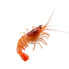 live shrimp, isolated on white background 
