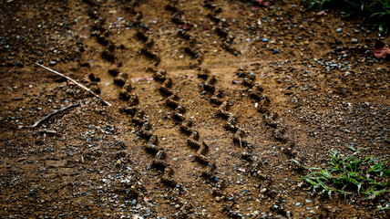 Closeup of wheel track or tire track on soft wet ground or soil. Vehicle wheel tracks in mud, soil, ground texture. Road construction site backdrop. Heavy machinery imprint.